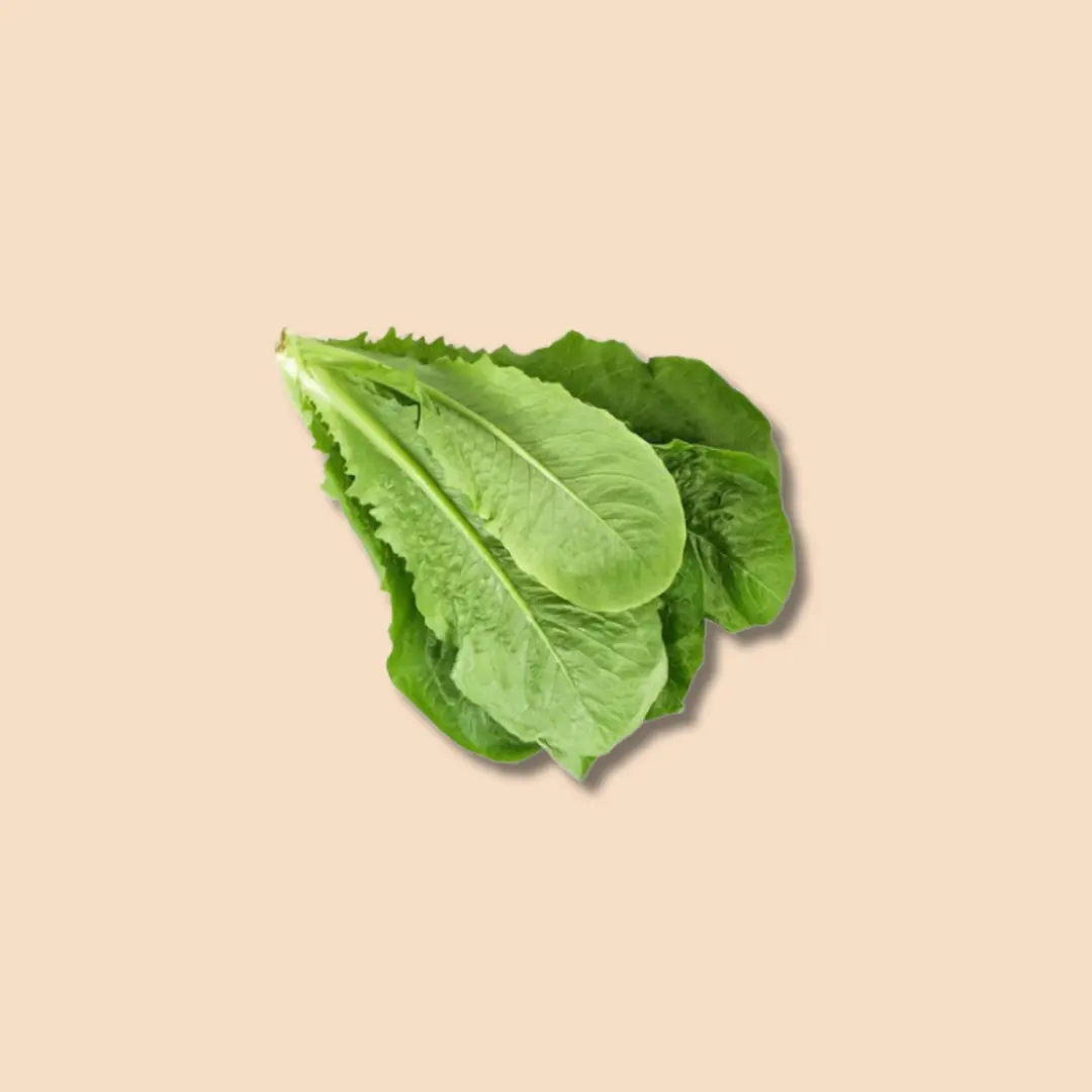 Romaine Lettuce